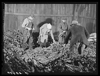 Stripping tobacco on the farm of Mr. William and Mr. Martin O'Donnell. The three workers in the background are Polish hired helpers. Windsorville, Connecticut. Sourced from the Library of Congress.