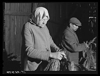 Old Polish woman hired to strip tobacco on the farm of William and Martin O'Donnell. Windsorville, Connecticut. Sourced from the Library of Congress.