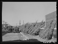[Untitled photo, possibly related to: Christmas trees for sale at the market in Providence, Rhode Island]. Sourced from the Library of Congress.