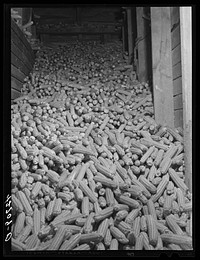 One of the corn bins at the Kenyon's johnnycake flour mill in Usquepaugh, Rhode Island. Sourced from the Library of Congress.