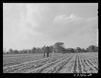 [Untitled photo, possibly related to: Family working in their two-acre tract in the community garden at Hazlehurst Farms Inc., Hazlehurst, Georgia]. Sourced from the Library of Congress.