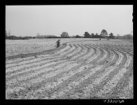 [Untitled photo, possibly related to: Plowing and planting on a farm near Pacolet, South Carolina]. Sourced from the Library of Congress.