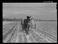 Levi Usher and his family plowing their two-acre tract in the community garden at Hazlehurst Farms, Georgia. Sourced from the Library of Congress.