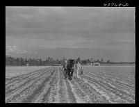 Levy Usher and his family plowing their two-acre tract in the community garden at Hazlehurst Farms. Georgia. Sourced from the Library of Congress.