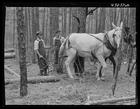 [Untitled photo, possibly related to: Hauling logs. Heard County, Georgia]. Sourced from the Library of Congress.