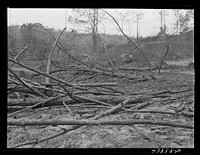[Untitled photo, possibly related to: Burnt-over land in Heard County, Georgia]. Sourced from the Library of Congress.