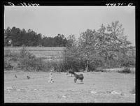 Iola Smith, daughter of Lemuel Smith, FSA (Farm Security Administration) borrower, driving their cows into the pasture. Carroll County, Georgia. Sourced from the Library of Congress.