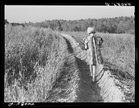 [Untitled photo, possibly related to: Iola Smith and her dog walking through a field on the Smith farm in Carroll County, Georgia]. Sourced from the Library of Congress.