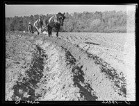 Mr. Lemuel Smith, FSA (Farm Security Administration) borrower, plowing his terraced field while son Colie is planting peas. Carroll County, Georgia (see general caption). Sourced from the Library of Congress.