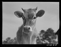 Cow. Greene County, Georgia. Sourced from the Library of Congress.