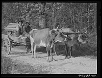 [Untitled photo, possibly related to: Scull Shoals (vicinity), Greene County, Georgia. Farmer Frank Barnett and his sons with their team of oxen. They are part  and part Cherokee Indian]. Sourced from the Library of Congress.