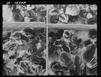 [Untitled photo, possibly related to: Some of the thousands of baby chicks brought by FSA (Farm Security Administration) as part of the Food for Defense Program. Greene County, Georgia]. Sourced from the Library of Congress.