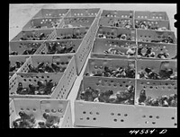 Some of the thousands of baby chicks brought by FSA (Farm Security Administration) as part of the Food for Defense Program. Greene County, Georgia. Sourced from the Library of Congress.