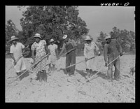 The family of Mr. LeRoy Dunn, chopping cotton in a rented field near White Plains, Greene County, Georgia. Sourced from the Library of Congress.