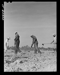 [Untitled photo, possibly related to: Chopping cotton on rented land. Near White Plains, Greene County, Georgia]. Sourced from the Library of Congress.