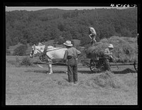 Gathering hay on the farm of Emanuel Rink, FSA (Farm Security Administration) dairy farmer near Brookline, Vermont. Sourced from the Library of Congress.