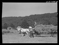 [Untitled photo, possibly related to: Gathering hay on the farm of Emanuel Rink, FSA (Farm Security Administration) dairy farmer near Brookline, Vermont]. Sourced from the Library of Congress.