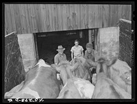 Mr. Warren Loadwick and truckmen moving some of Mr. Loadwick's cows from his farm which is in the Army camp area. With the help of the New York Defense Relocation Corps, he is moving to farm near Copenhagen, New York. Sourced from the Library of Congress.