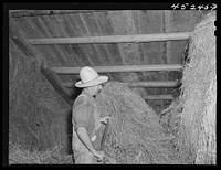 Mr. Silas Butson, FSA (Farm Security Administration) client, loading hay into his barn. Athens, Vermont. Sourced from the Library of Congress.