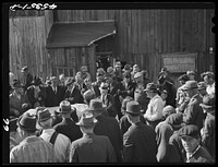 Auctioning off a dairy herd on the Ingalls farm in the Pine Camp expansion area. Near Antwerp, New York. Sourced from the Library of Congress.