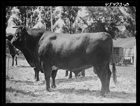 [Untitled photo, possibly related to: At the judging of the cattle. The Rutland Fair. Vermont]. Sourced from the Library of Congress.