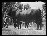 At the judging of the cattle. The Rutland Fair. Vermont. Sourced from the Library of Congress.