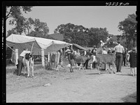 Waiting for the cattle judging at the Rutland Fair. Vermont. Sourced from the Library of Congress.