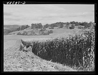 Harvesting corn on a farm near Hinesburg, Vermont. Sourced from the Library of Congress.
