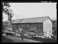 Getting the cows into the barn to be milked, on the farm of William Gaynor, FSA (Farm Security Administration) dairy farmer near Fairfield, Vermont. Sourced from the Library of Congress.