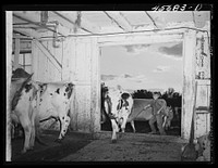 Getting the cows into the barn to be milked on the farm of Mr. William Gaynor, FSA (Farm Security Administration) dairy farmer near Fairfield, Vermont. Sourced from the Library of Congress.