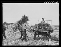 [Untitled photo, possibly related to: Loading corn on a farm near Sheldon, Vermont]. Sourced from the Library of Congress.