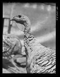 [Untitled photo, possibly related to: Turkey on a farm near Enosburg Falls, Vermont]. Sourced from the Library of Congress.