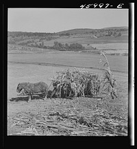 [Untitled photo, possibly related to: Gathering corn in a field near East Fletcher, Vermont]. Sourced from the Library of Congress.