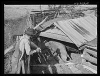 Edgar Jones, FSA (Farm Security Administration) Client, of Woodville, looks at one of his hogs, Greene County, Georgia. Sourced from the Library of Congress.