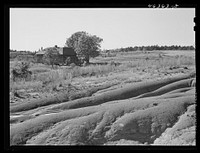 Erosion of a farm west of Greensboro, Greene County, Georgia. Sourced from the Library of Congress.