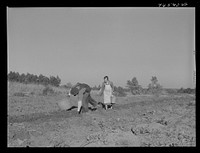 Mrs. W.H. Holmes and helper picking sweet potatoes in field. They are renters on the Wray place. Wrayswood, Greene County, Georgia. Sourced from the Library of Congress.