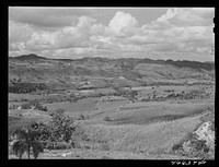 Manati, Puerto Rico (vicinity). Sugar fields. Sourced from the Library of Congress.