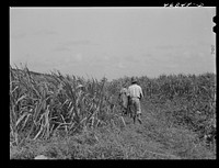 [Untitled photo, possibly related to: Frederiksted (vicinity), Saint Croix, Virgin Islands. FSA (Farm Security Administration) borrower and his wife cultivating sugar cane on their farm]. Sourced from the Library of Congress.