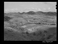 Corozal, Puerto Rico (vicinity). Small farms in the hills. Sourced from the Library of Congress.