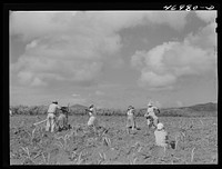 Bethlehem (vicinity), Saint Croix Island, Virgin Island. Cultivating sugar cane on the Virgin Islands Company land. Sourced from the Library of Congress.