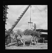 [Untitled photo, possibly related to: Guanica, Puerto Rico (vicinity). At the loading station. Here sugar cane is weighed and loaded into freight cars to be shipped to the sugar mill]. Sourced from the Library of Congress.