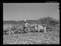Guanica, Puerto Rico (vicinity). Hauling a cartload of sugar cane to the loading station. Sourced from the Library of Congress.