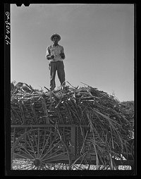 [Untitled photo, possibly related to: Guanica, Puerto Rico (vicinity). Hauling a cartload of sugar cane to the loading station]. Sourced from the Library of Congress.