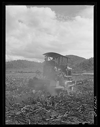 [Untitled photo, possibly related to: Guanica, Puerto Rico (vicinity). A "gyrotiller" plowing a sugar cane field]. Sourced from the Library of Congress.