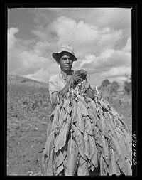 Guanica, Puerto Rico (vicinity). Tobacco being harvested in a field. Sourced from the Library of Congress.