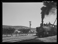 Guanica, Puerto Rico (vicinity). Freight train used in hauling cane to the sugar mills from loading stations. Sourced from the Library of Congress.