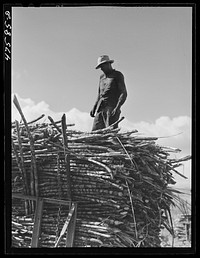[Untitled photo, possibly related to: Guanica, Puerto Rico (vicinity). Two or more teams of oxen are used to haul the sugar cane across the fields. Once the road is reached one team is unhitched]. Sourced from the Library of Congress.