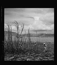[Untitled photo, possibly related to: Guanica, Puerto Rico (vicinity). Harvesting sugarcane in a burned field. Burning the sugar cane gets rid of the dense leaves and makes cutting the unharmed stalks easier]. Sourced from the Library of Congress.