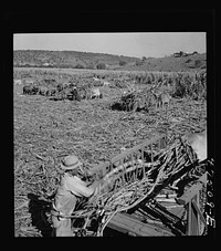 [Untitled photo, possibly related to: Guanica, Puerto Rico (vicinity). Harvesting sugar cane in a burned field.  Burning the sugar cane gets rid of the dense leaves and makes cutting the unharmed stalks easier]. Sourced from the Library of Congress.