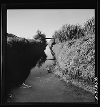 [Untitled photo, possibly related to: Guanica, Puerto Rico (vicinity). Irrigation ditch in a sugar cane field]. Sourced from the Library of Congress.